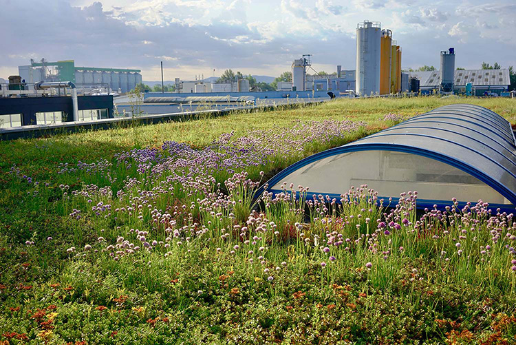 Focus : Comment les toitures plates permettent une gestion intégrée des eaux de pluie ?